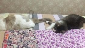东汉末年,最难走的路就是汉献帝的逃亡路,他一生遭遇了啥